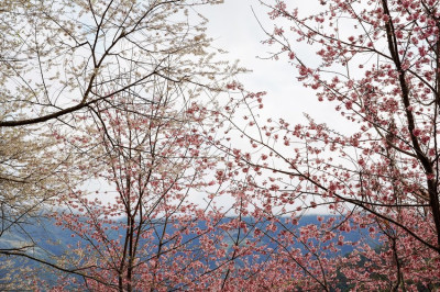 新竹賞櫻景點｜萬里山園：號稱「遠得要命的賞櫻秘境」藏在新竹深山中的秘境，整片粉嫩昭和櫻及雪白霧社櫻滿開 - 歐奇羅賓的攝影漫步