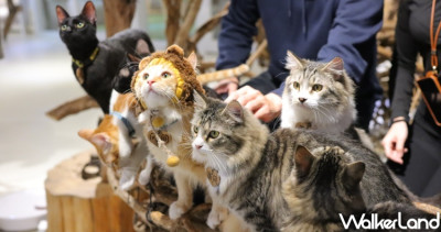 大量貓貓就是狂！貓奴口袋名單「雙北9間貓咪咖啡廳」超多貓咪陪吃飯，超人氣「緬因貓咖啡、貓咪中途」吸貓、擼貓一次滿足。