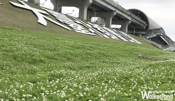 春神來了！大臺北都會公園幸福水漾園區白花三葉草美麗綻放中！