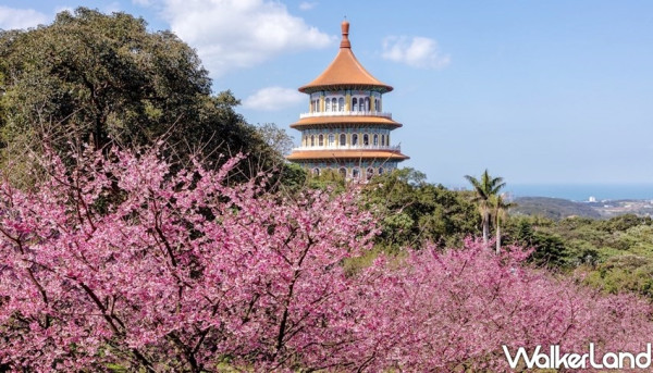 淡水人已經先衝去了！堪稱台北人最期待的「淡水天元宮櫻花」後山搶先開花，就是要用超粉嫩的櫻花海洗版IG。
