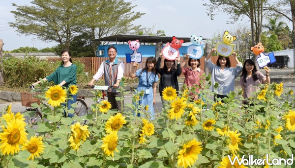 4公頃花海免費拍！台南人限定「仁德中洲樂農遊」即將開跑，採果賞花搶攻假日親子最夯據點。