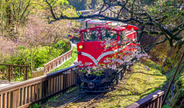 高人氣的阿里山春賞櫻行程12月開放預訂，懶人玩法超前部署，這次改搭「郵輪式列車」賞櫻去吧。