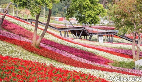 一秒到日本！台北最強偽出國景點「北投社三層崎公園」預計1/27免費打卡，更大規模「花海地毯」讓北投人手刀衝去拍。