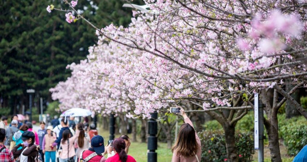台北人不知道就太遜！坐捷運就到「中正紀念堂櫻花季」免費拍出夢幻網美照，一整排「櫻花步道」台北人散步景點。