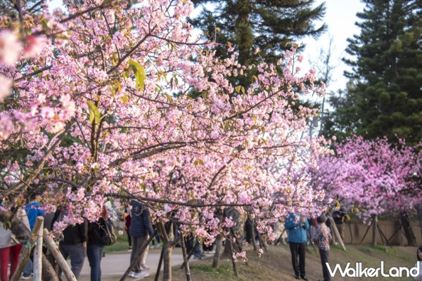 新竹人專屬賞花勝地！近850棵櫻花樹在「新竹公園」盛開中，絕美「櫻花海，櫻花坡」讓新竹人拍好拍滿。