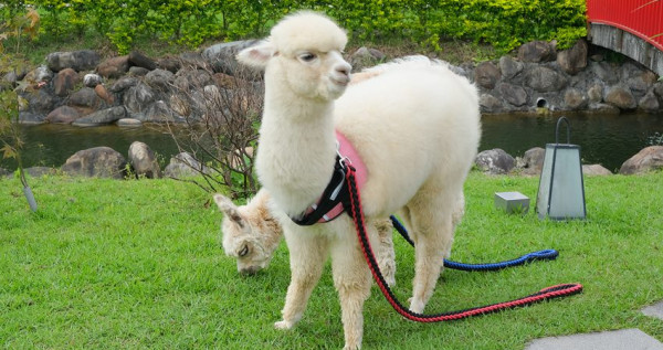 宜蘭最新療癒動物園！宜蘭綠舞推出超萌「羊駝、水豚君、狐獴區」，零距離讓你「抱羊駝、摸水豚君」拍出宜蘭最新網美照。