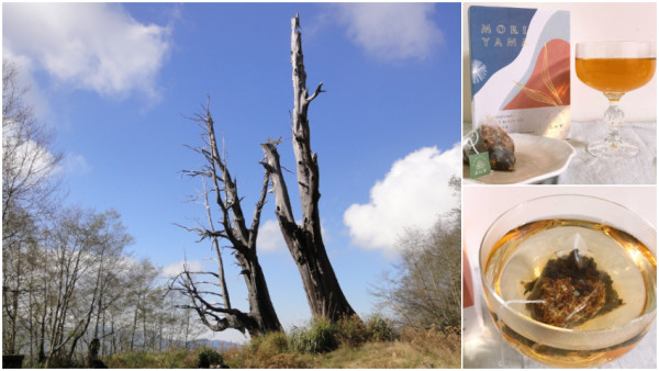 【地方選物】給茶葉留點空隙，生活也是｜來杯嘉義阿里山隙頂高山茶園 森山里MORIYAMA 三角茶包，享受片刻的悠閒愉悅。