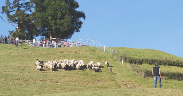 中部最知名的清境農場，綿羊成群漫步原野，在這裡能感受到濃濃異國牧場風情，秋高氣爽正是來玩的好時節。