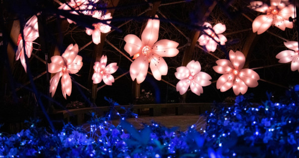 台北人後花園更美了！巨型櫻花燈牆「湖山光影節」免費拍到6月底，超夢幻「陽明山星空夜櫻」網美看完直接衝去。