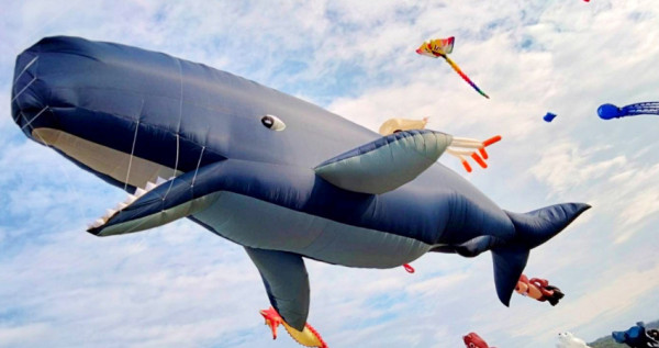 巨型鯨鯊攻陷桃園！超過30隻鯨魚領軍「2022桃園國際風箏節」打造最萌大溪景點，超巨型「17米鯨鯊、虎鯨」嗨翻桃園人。
