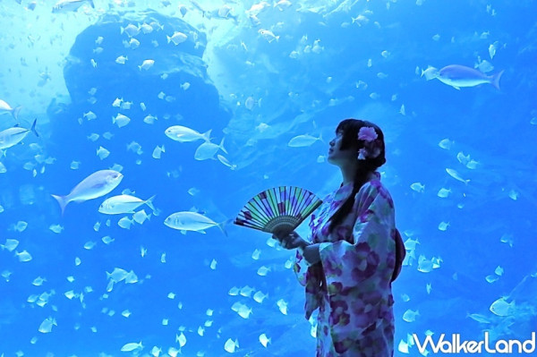 穿浴衣逛水族館！Xpark推出「日本風情 夏日祭典」活動，風鈴廊道、文月緣側、祭典美食、浴衣體驗，一秒置身日本涼夏祭。