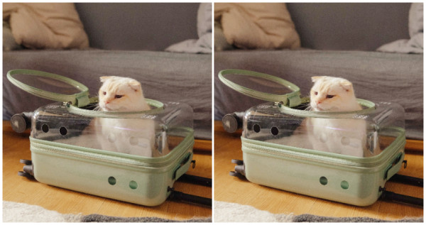 你家的貓叫你買！CROWN「透明酪梨色寵物箱」6折優惠貓奴搶買，超貼心「圓形箱蓋、透氣孔」拉貓主子外出賣萌。