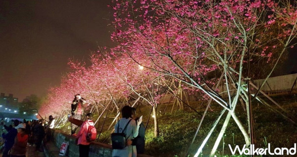 內湖人下班去剛好！堪稱台北最強夜櫻「樂活夜櫻季」5成滿開超夢幻，3公里「櫻花步道」少了過年人潮超chill。