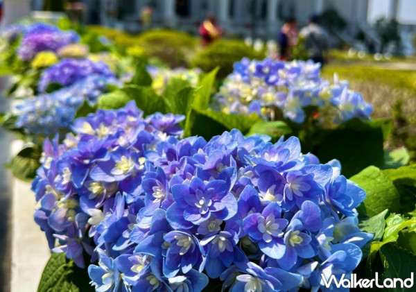 搶攻嘉義必拍景點！佐登妮絲城堡打造「紫色浪漫季」、堪稱全台最美歐洲夢幻景點，IG網美必拍紫色繡球花海、萬坪絕美歐式花園。