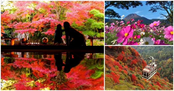 免費巴士帶你遊長崎！長崎「6大秋季必玩景點」攻略快筆記，千萬株壯麗「大波斯菊花海」、俯瞰360度「仙氣紅葉美景」，免費超值巴士套票再送你。