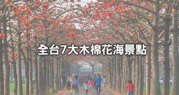 全球最美花街回來了！台南白河「林初埤木棉花道」火紅花朵滿開，領軍「全台7大木棉花道」一次拍好拍滿。