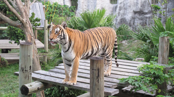 高雄市壽山動物園有機會看到孟加拉虎囉，窩客島帶你高雄玩透透！