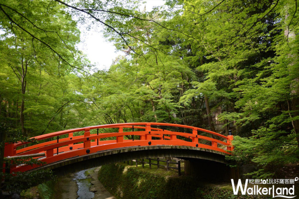 不是秋季也可以賞楓！「京都」初夏小旅行賞青楓的好去處就是這三個。