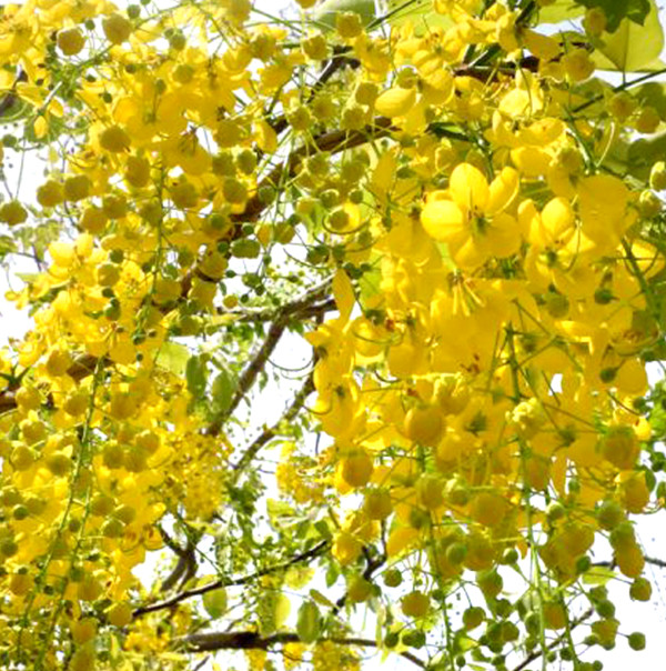 春末夏初去哪賞花？台南市區阿勃勒盛開，悠閒散步體驗「黃金雨」！