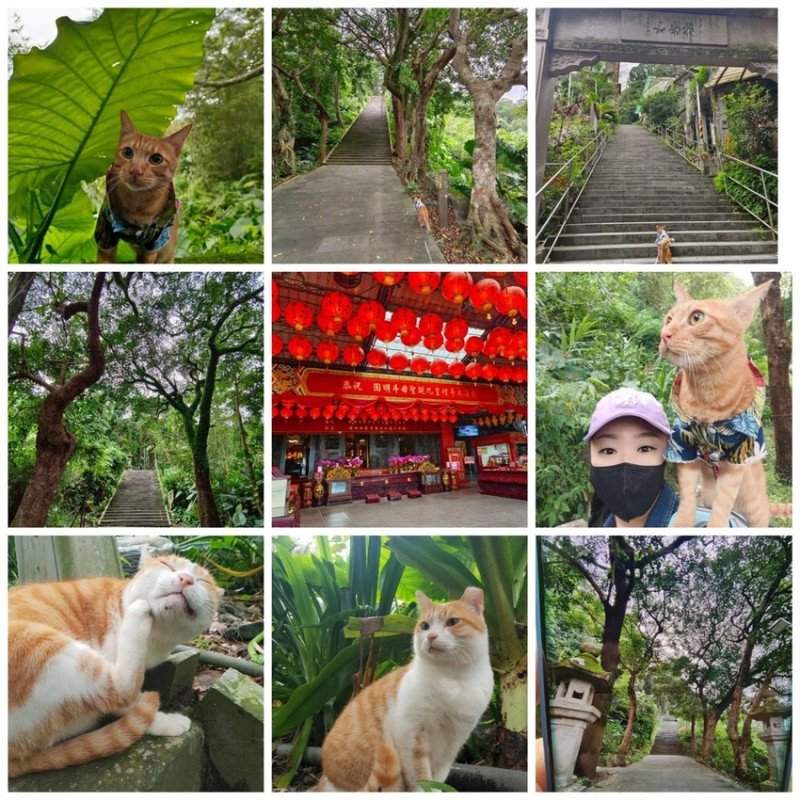 【台北.貓空】指南宮千階步道。石燈籠最多步道激似神社參道，讓人有一秒到日本，偽出國的感覺。有貓出沒