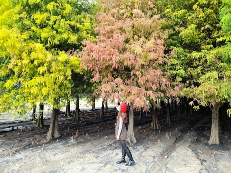 【旅遊】台南「六甲落羽松」變色了！黃綠紅訴冬浪漫 埤塘溼地親水趣