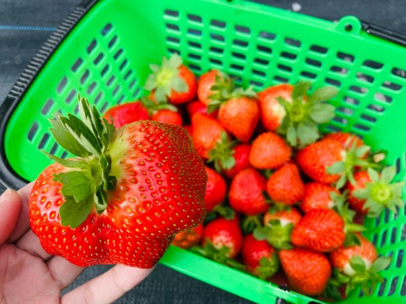 【興榮草莓園】隱藏在苗栗深山的草莓聖地｜超大顆草莓任你採