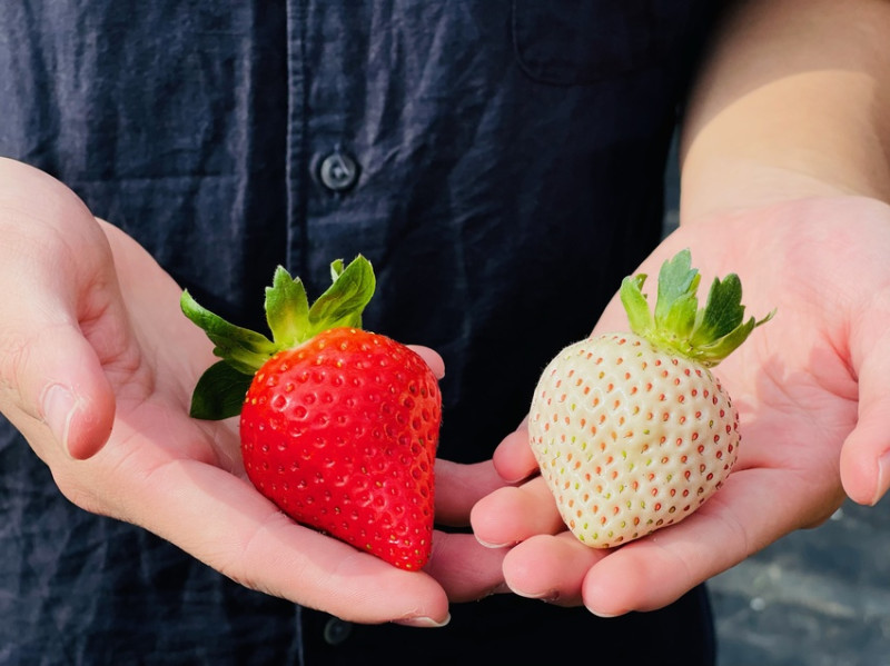 放寒假！大湖草莓季這8家草莓園產量正夯