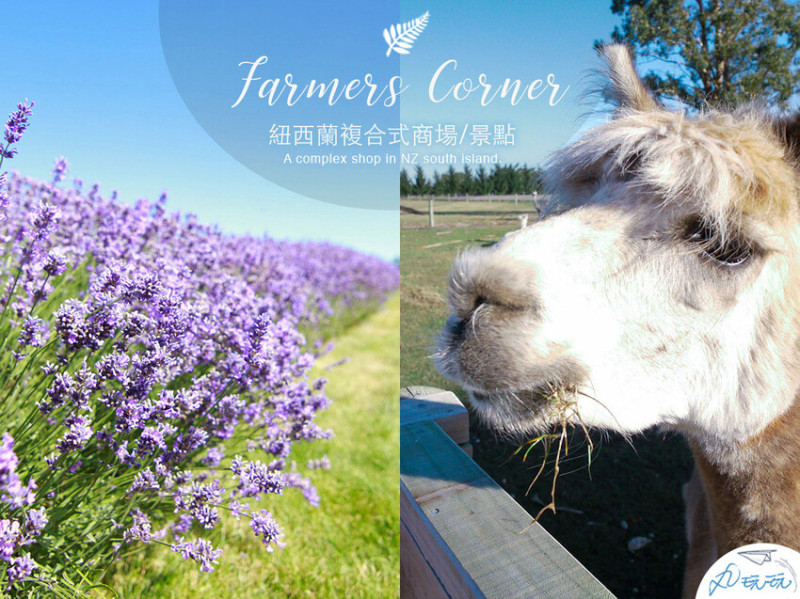 【Farmers Corner】紐西蘭必去景點 免費看羊駝、欣賞薰衣草，還能一次買齊伴手禮