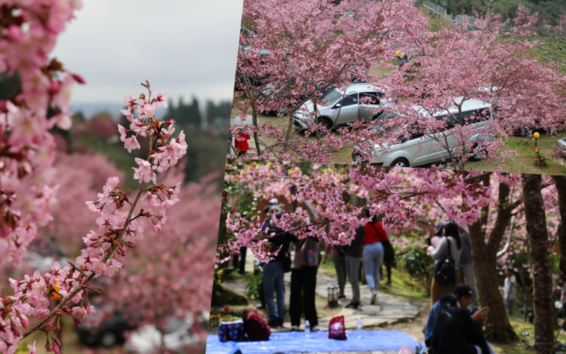 在櫻花樹下野餐多麼浪漫，享受櫻花雨灑落在身上