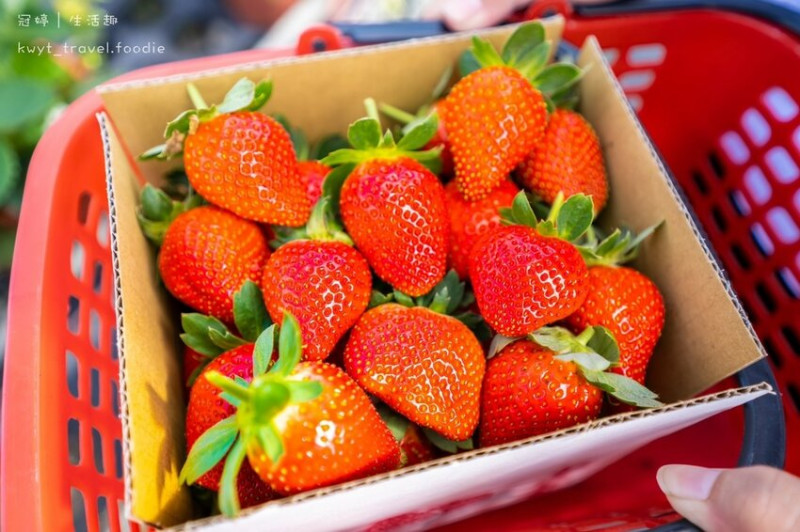 【天香草莓園】台中草莓園推薦，后里在地深耕草莓園，採滿高CP值超~大草莓，網美景點：賞花拍美照！