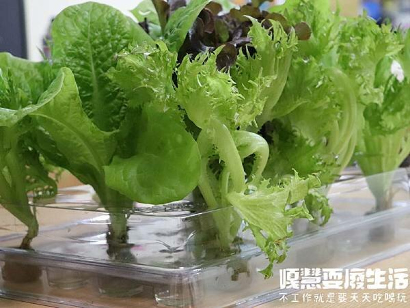 新鮮採摘『宅小青』活體水耕蔬菜盒，吃多少採多少，自己在家種蔬菜。