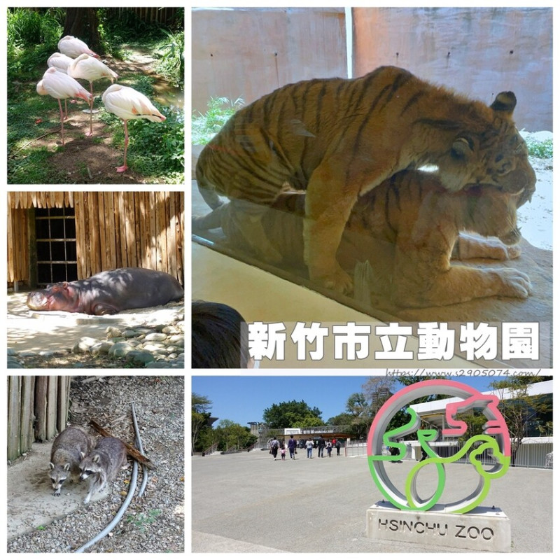新竹-新竹市立動物園➤近距離看老虎➤雖然動物少但孩子仍然好喜歡