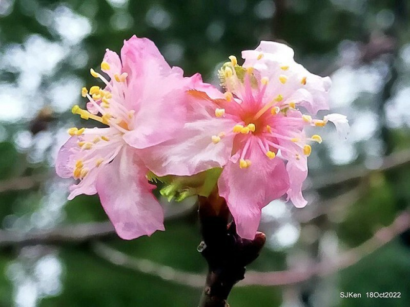 國父紀念館「不可思議的十月河津櫻開花」--- 雨中賞櫻。