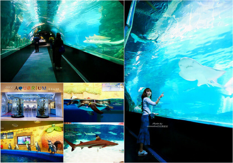 ◎【首爾 COEX AQUARIUM水族館】韓國最大的鯊魚棲息地，還有海底隧道、海洋餵食秀，水中芭蕾舞表演，根本太