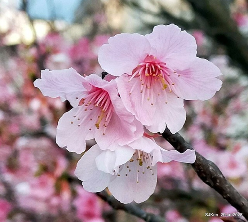 「2023內湖樂活公園賞櫻」--- 寒櫻盛放，花團錦簇春意盎然! 