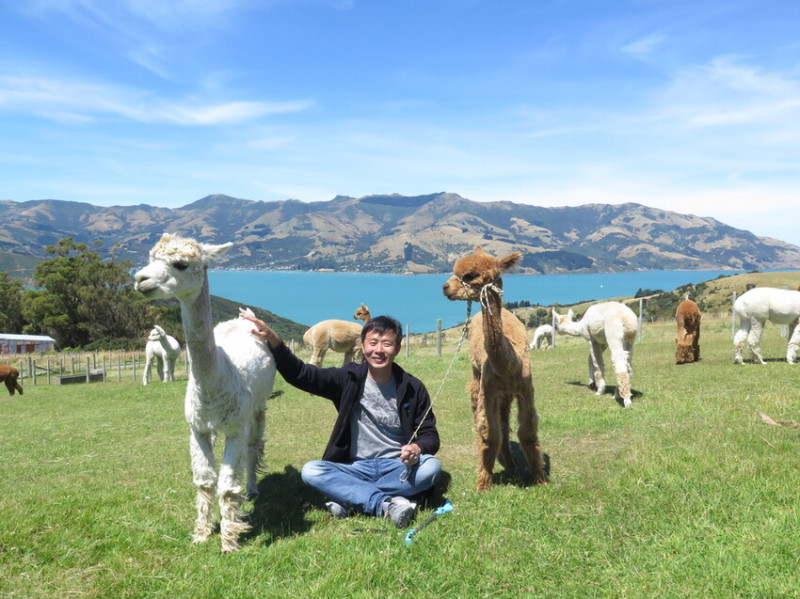 【紐西蘭.南島】2017阿卡羅阿Akaroa Shamarra Alpacas羊駝農場