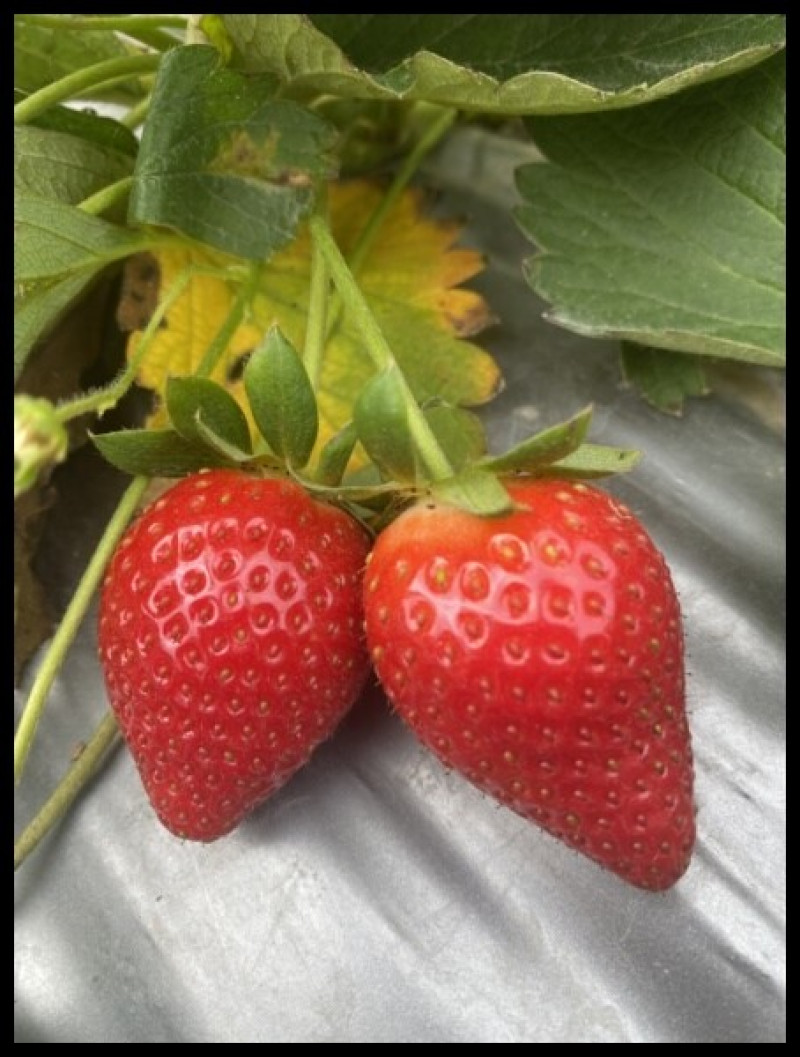 【大湖採草莓推薦】【舞夜天草莓園】🍓冬季就是要來採草莓🍓色澤鮮豔欲滴的舞夜天草莓，又香
