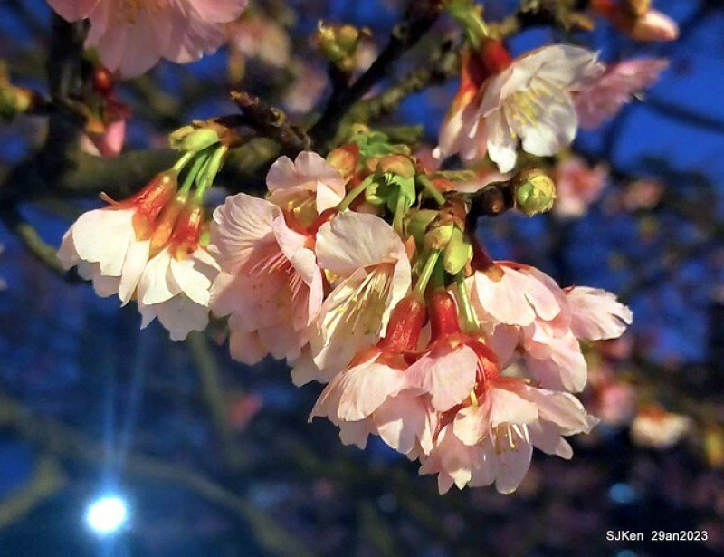 「2023年內湖樂活公園夜櫻季」--- 2月3日正式開展，搶先一睹夜櫻之美。