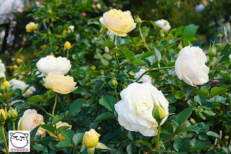 台北賞花。在美麗花卉的守護下一同「玫好幸福」──2023臺北玫瑰展．上