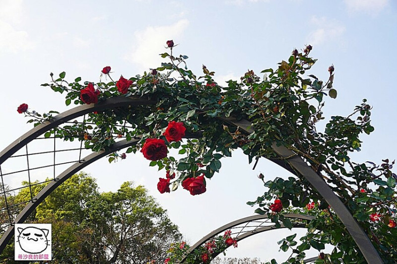 台北賞花。在美麗花卉的守護下一同「玫好幸福」──2023臺北玫瑰展．下