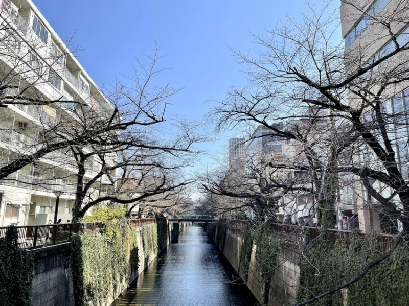 2023東京⎜中目黑半日行程，目黑川散步賞櫻, 喝咖啡、吃甜點、愜意的東京時光。