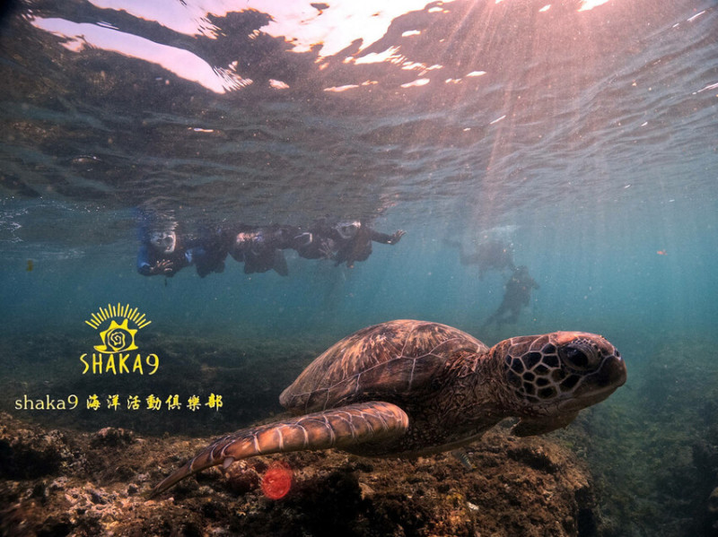 【Shaka9海洋活動俱樂部】浮潛體驗，教練全程帶領，一窺海平面下的美麗，海龜Q萌無極限！
