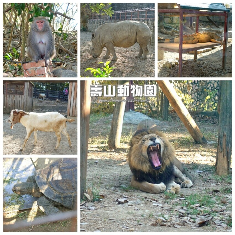 高雄-壽山動物園➤動物多可近距離觀賞➤親子景點、動物小孩好喜歡