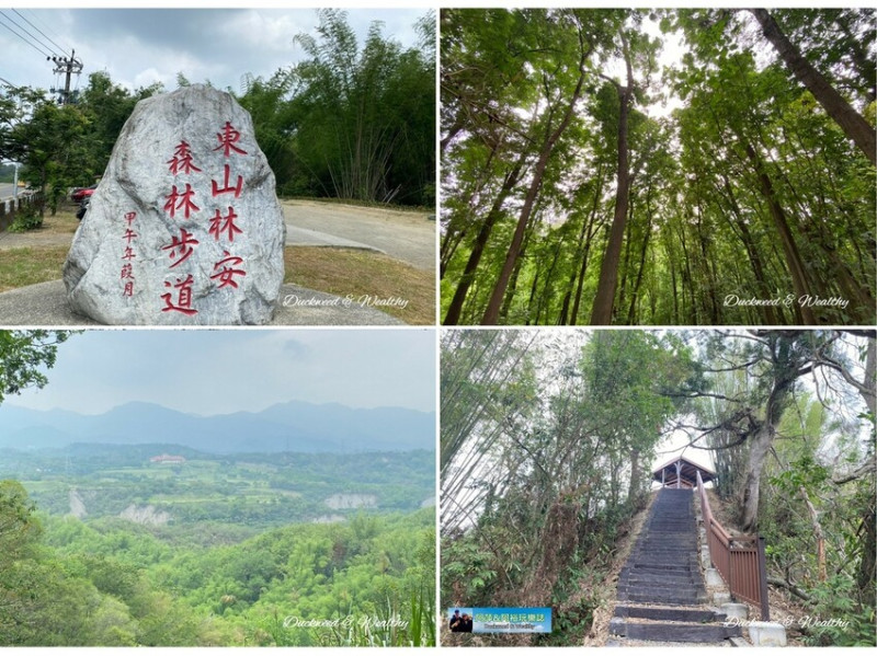 【台南東山】全新「林安森林步道」親子同遊健行步道|走訪桃花心木林|東山美麗後花園|