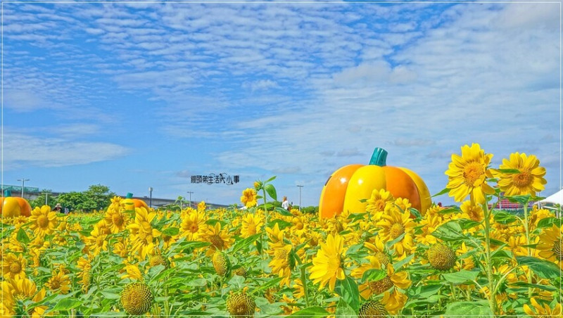 5萬盆金黃向日葵盛放中！台北大佳河濱復刻莫內花海，免費賞花拍照至11月底