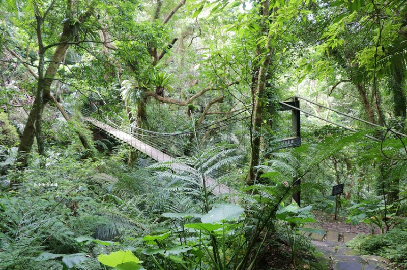 大板根原始森林遊樂區‧全台唯一中低海拔原生亞熱帶雨林，林中有恐龍來個尋龍之旅 - 敦 小 蓮の食旅錄