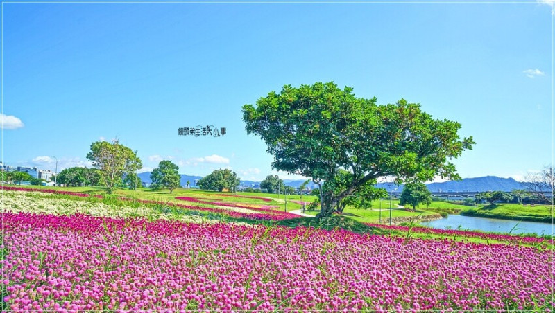 台北花海勝地！美堤河濱公園親水灣4萬盆草花，台北最美花海景點