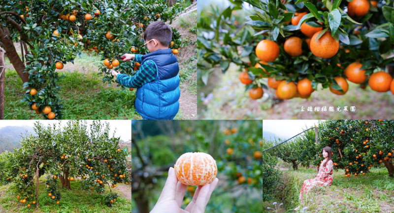 上瑞柑橘觀光果園 ❙ 入園費50元橘子吃到飽，柑橘種類多，新竹採橘子推薦!