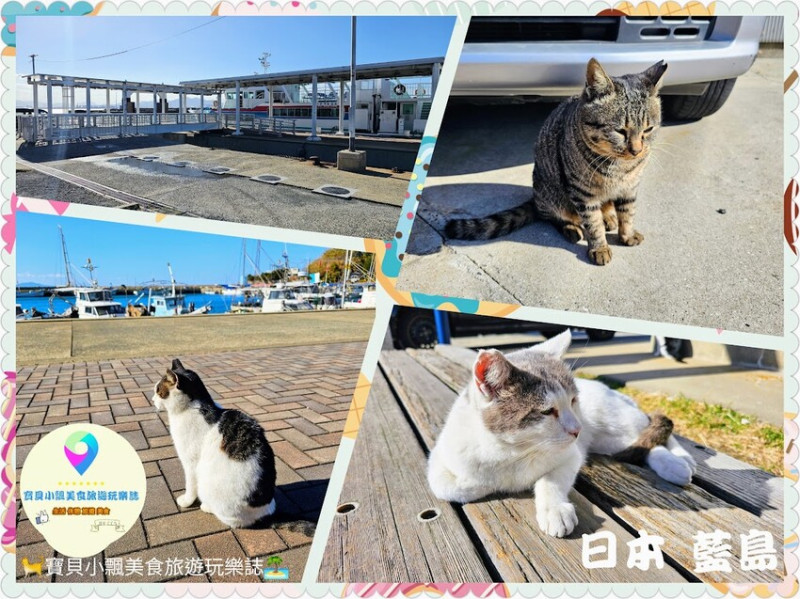 日本[旅遊]日本 福岡 漫步與可愛貓咪玩耍 北九州市小倉 藍島