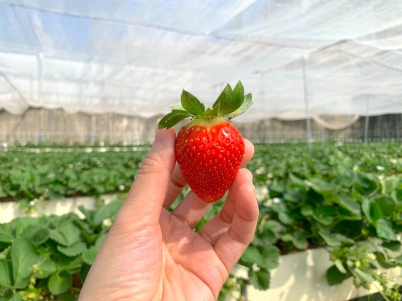 【台中採草莓推薦】免費不限時的草莓天堂！評比 3 間台中草莓園，隱藏版白草莓、特有品種現採現吃。